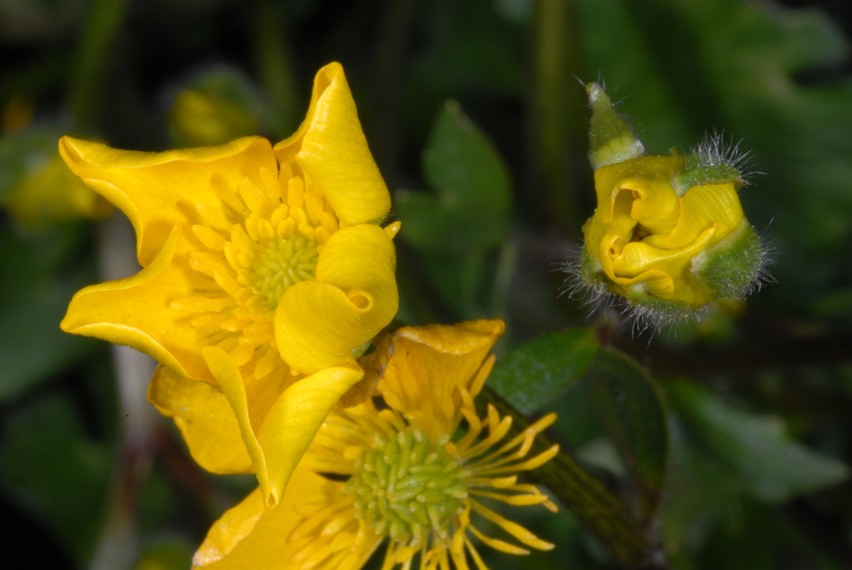 Alcuni scatti con Nikon D200, SB 800 e i due SB-R200